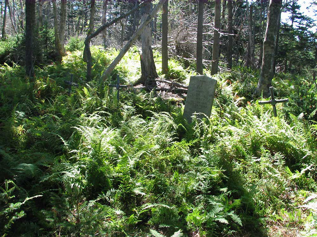 Forêt sauvage avec des pierres tombales et des croix qui sortent du feuillage.