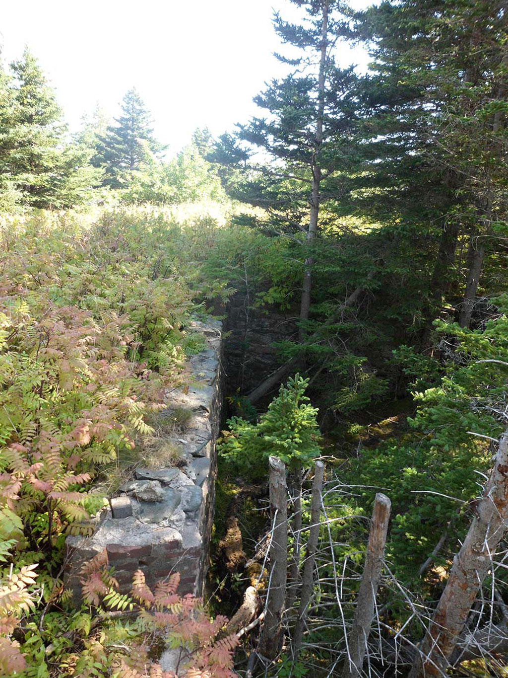 Mur de pierre dans la forêt entouré de fougères et d’arbres.