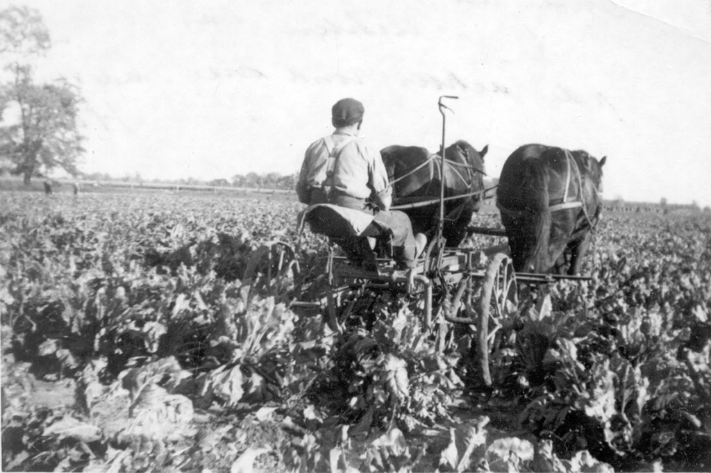 Un homme sur une charrue tirée par deux chevaux dans un grand champ de verdure.