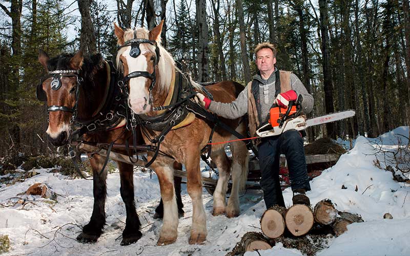 Un homme dans la neige avec deux chevaux, du bois coupé et une tronçonneuse.
