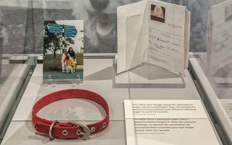 Un collier, un passeport et une photographie dans une vitrine en verre concernant le chien d’une famille d’immigrants.