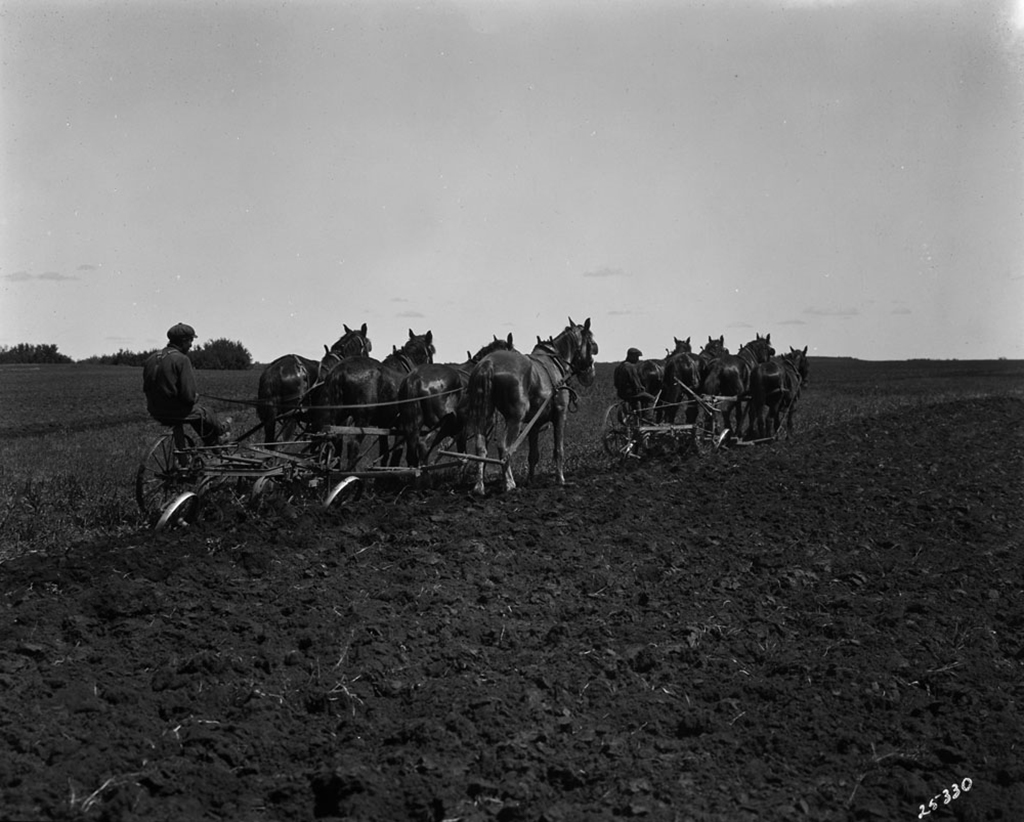 Image d’archives de deux hommes et de plusieurs chevaux labourant un champ.