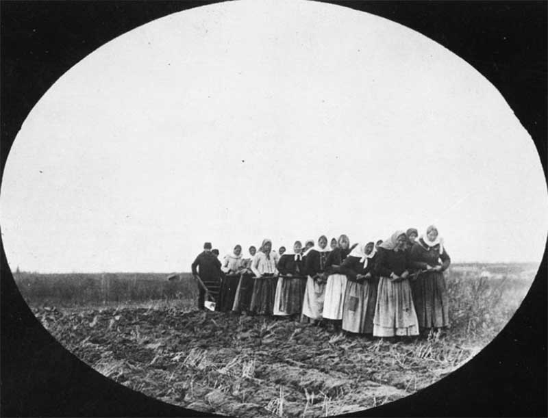On voit les femmes Doukhobors, tirant une charrue à travers un champ.