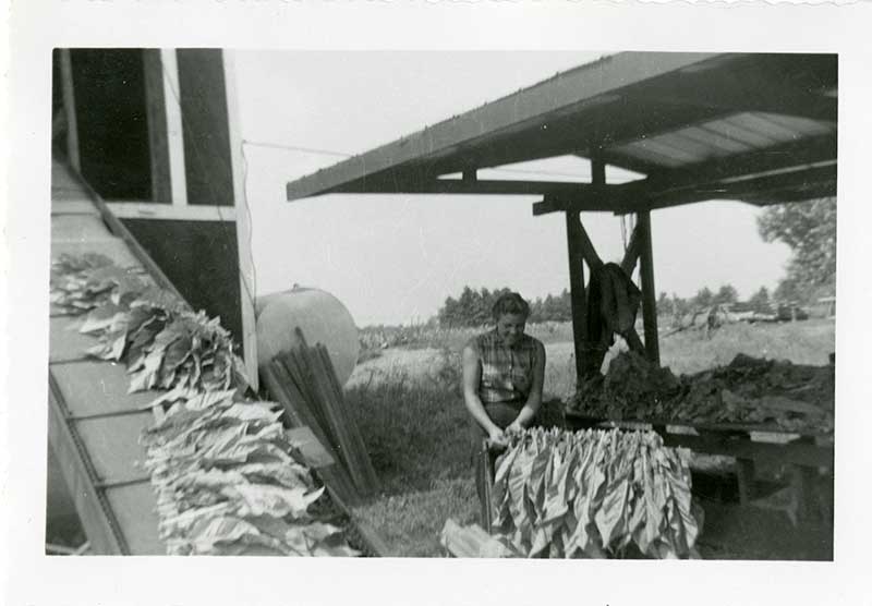 Vieille photo d’une femme travaillant avec des feuilles de tabac dans une ferme.