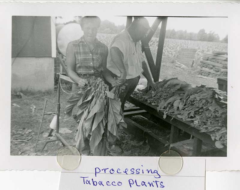 Vieille photo de femme et d’homme travaillant avec des feuilles de tabac sur une ferme.