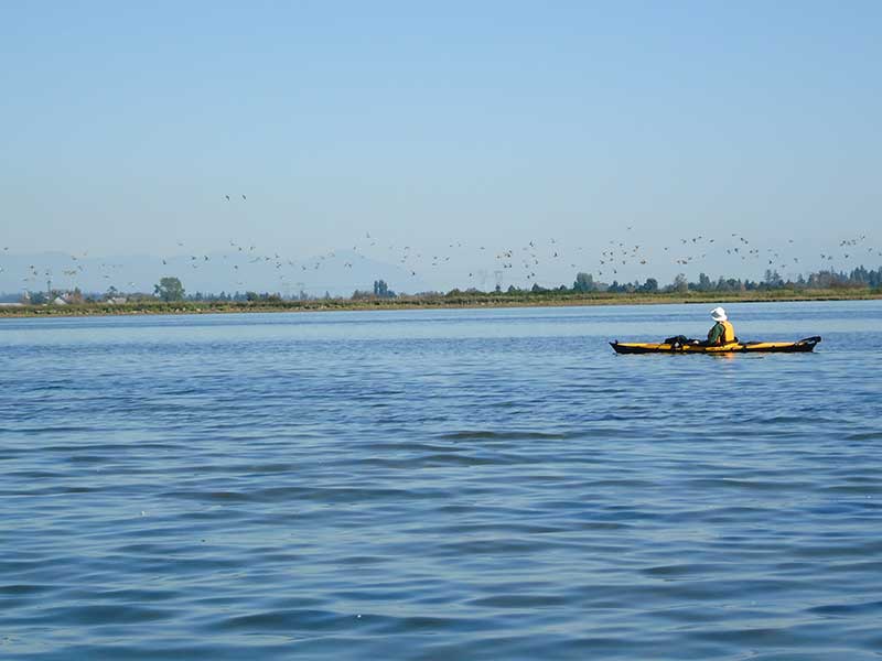 Homme dans un kayak un jour ensoleillé, observant troupeau de mouettes.