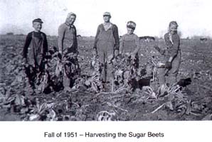 Cinq personnes travaillant dans un champ de betteraves sucrières.